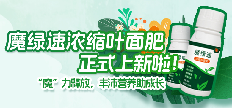 豐沛營養助成長！魔綠速濃縮葉面肥上新啦